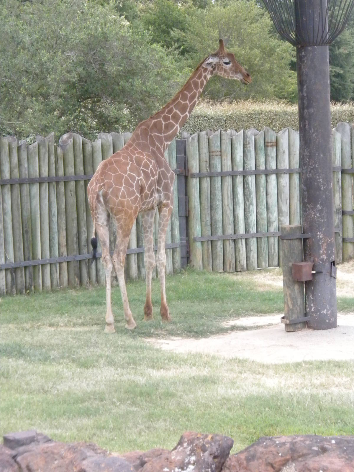 Reticulated Giraffe