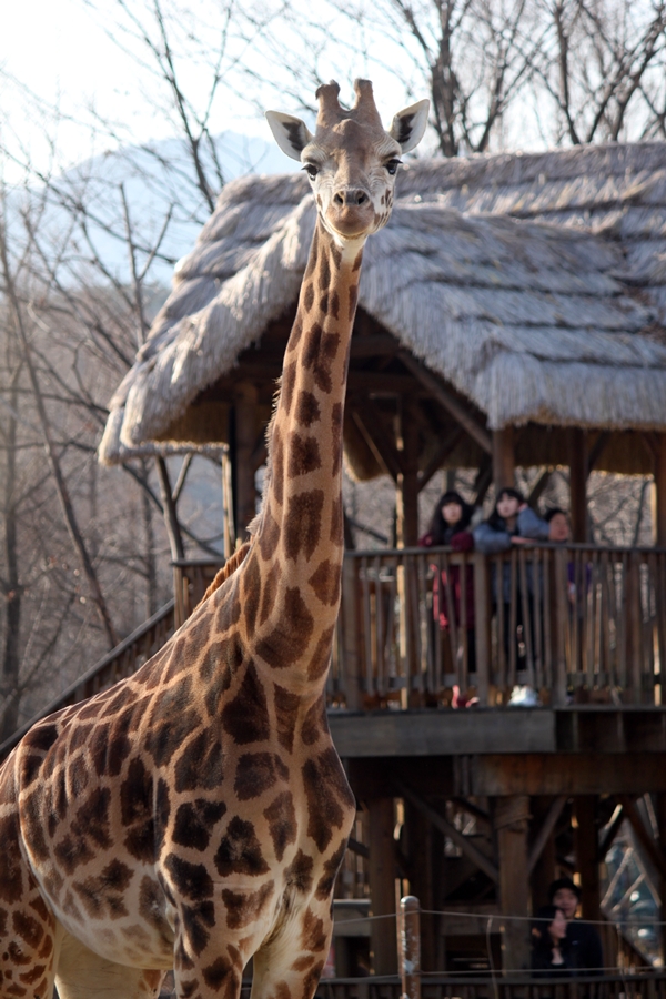 Reticulated giraffe