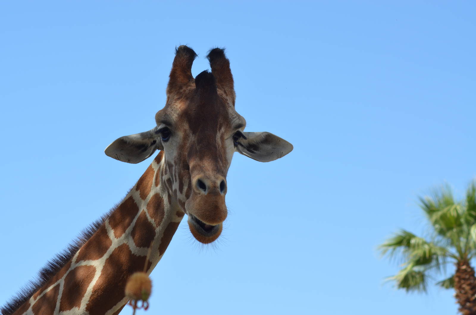 Reticulated Giraffe
