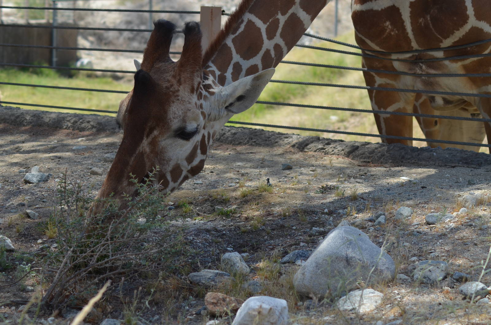 Reticulated Giraffe