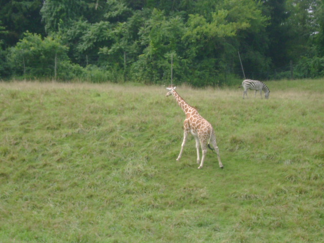 Reticulated Giraffe