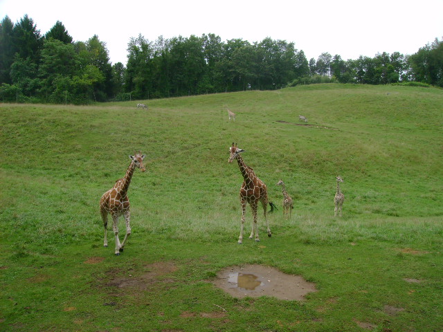 Reticulated Giraffe