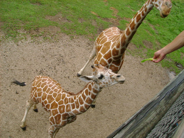 Reticulated Giraffe