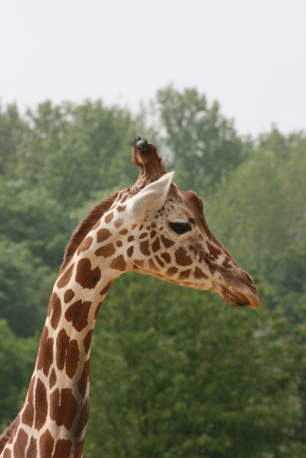 Reticulated Giraffe
