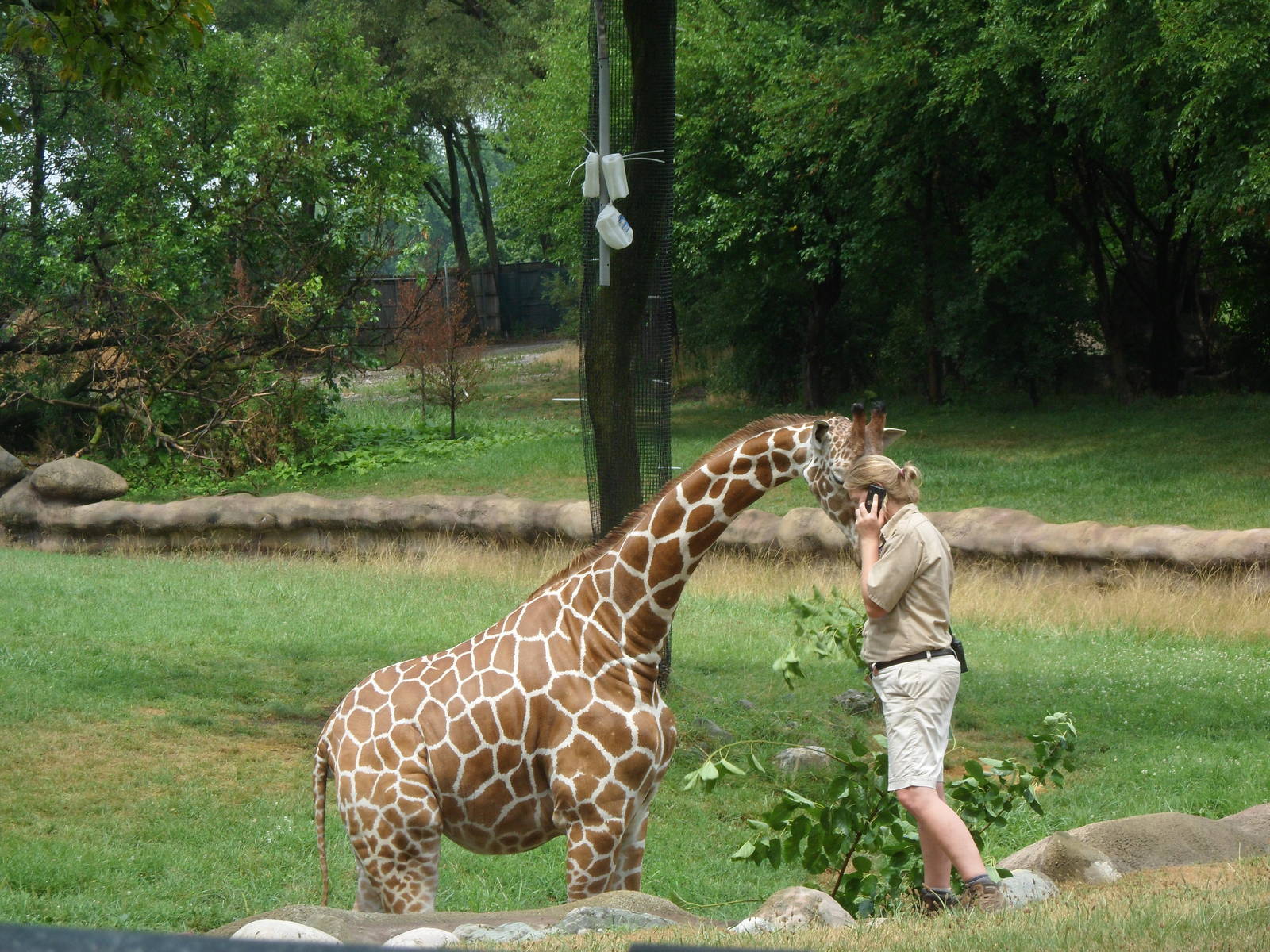 Reticulated Giraffe