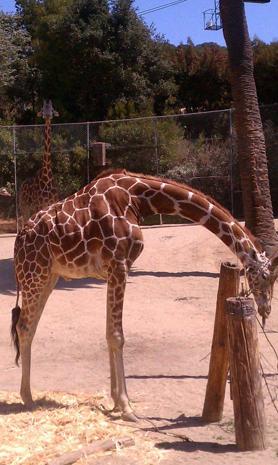 Reticulated Giraffe