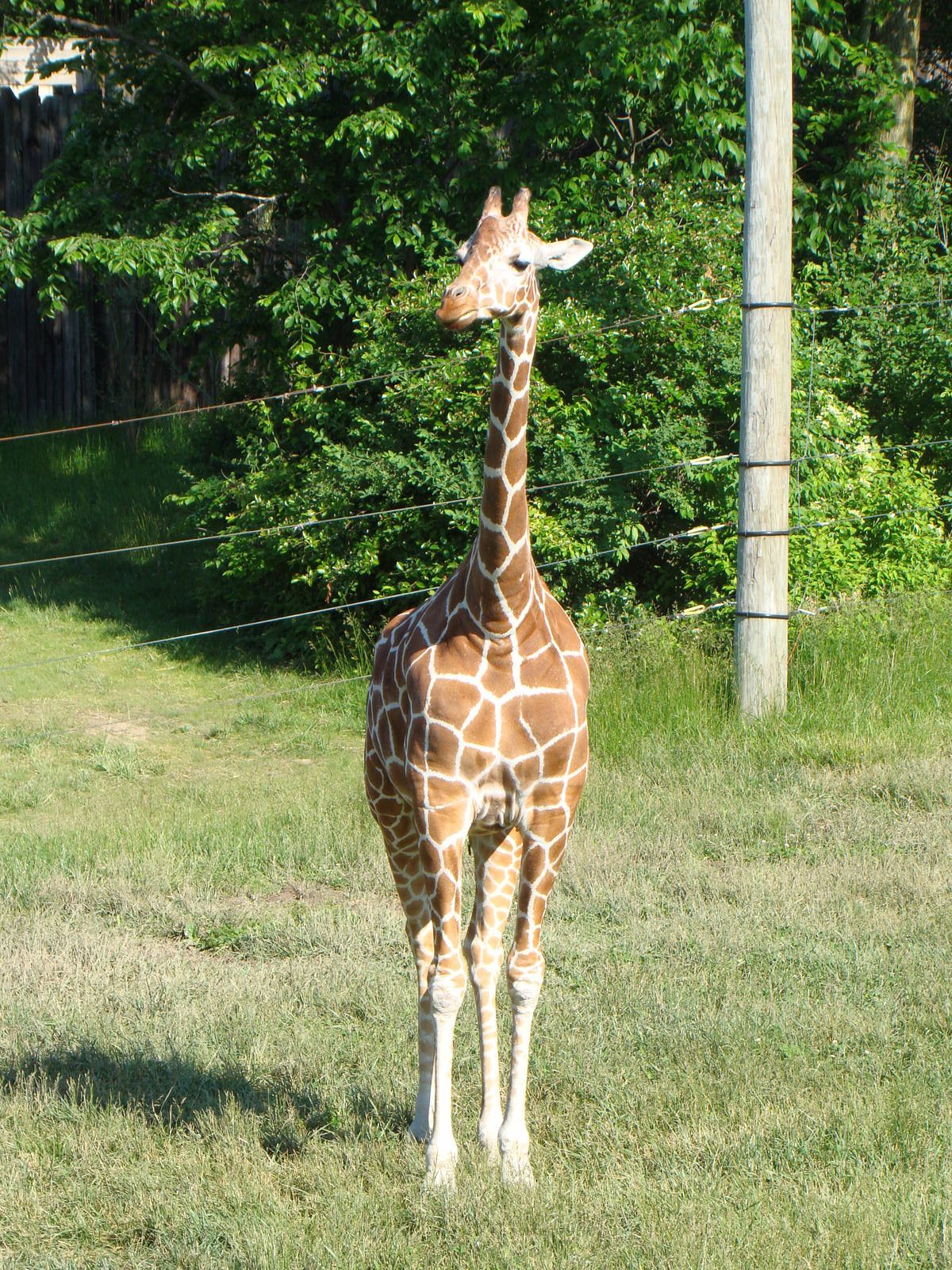 Reticulated Giraffe