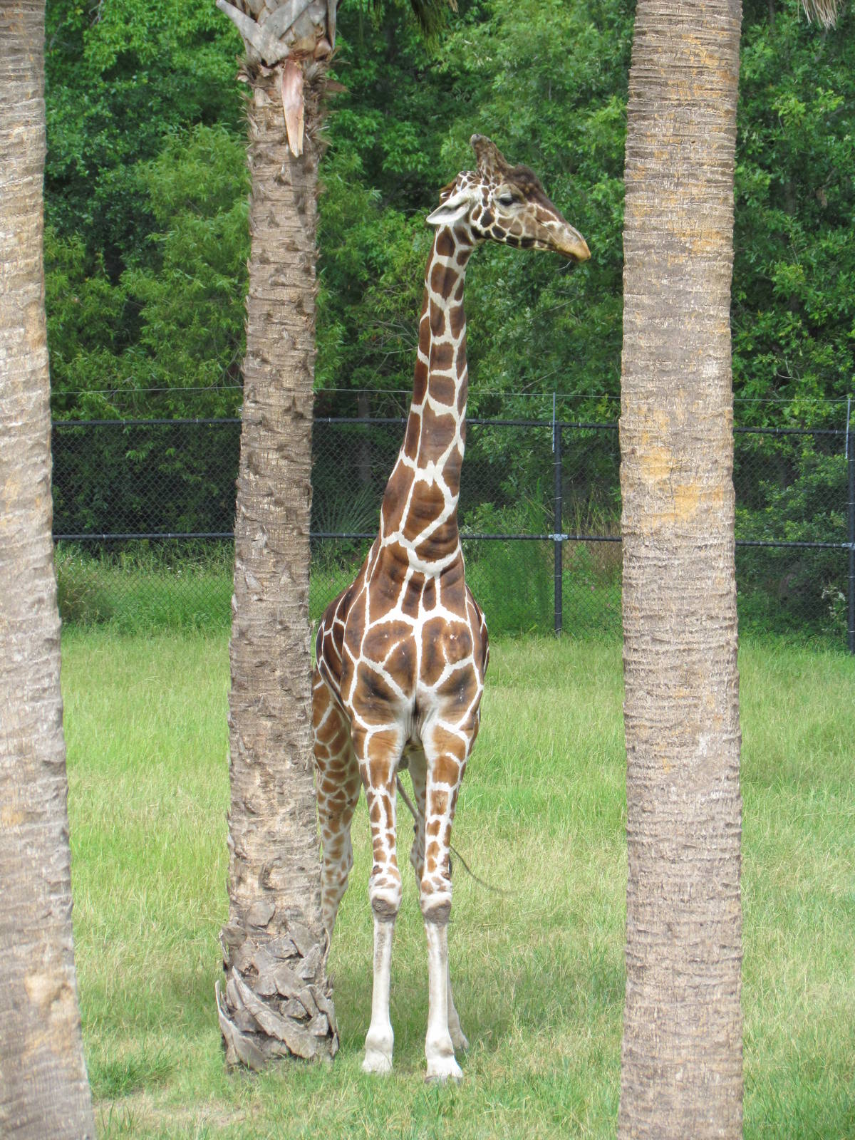 Reticulated Giraffe