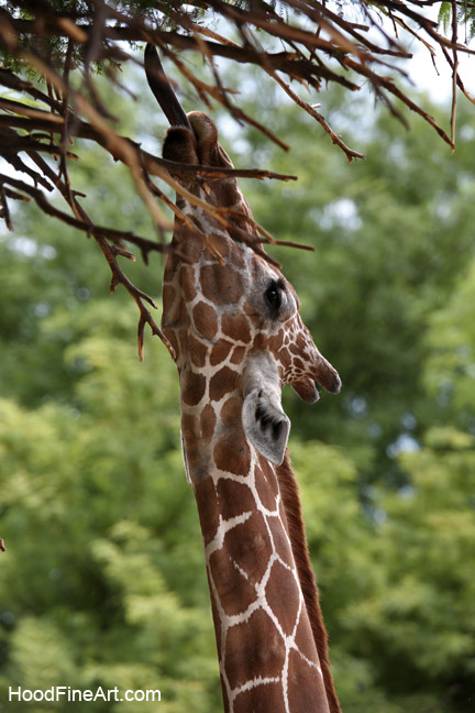 reticulated giraffe