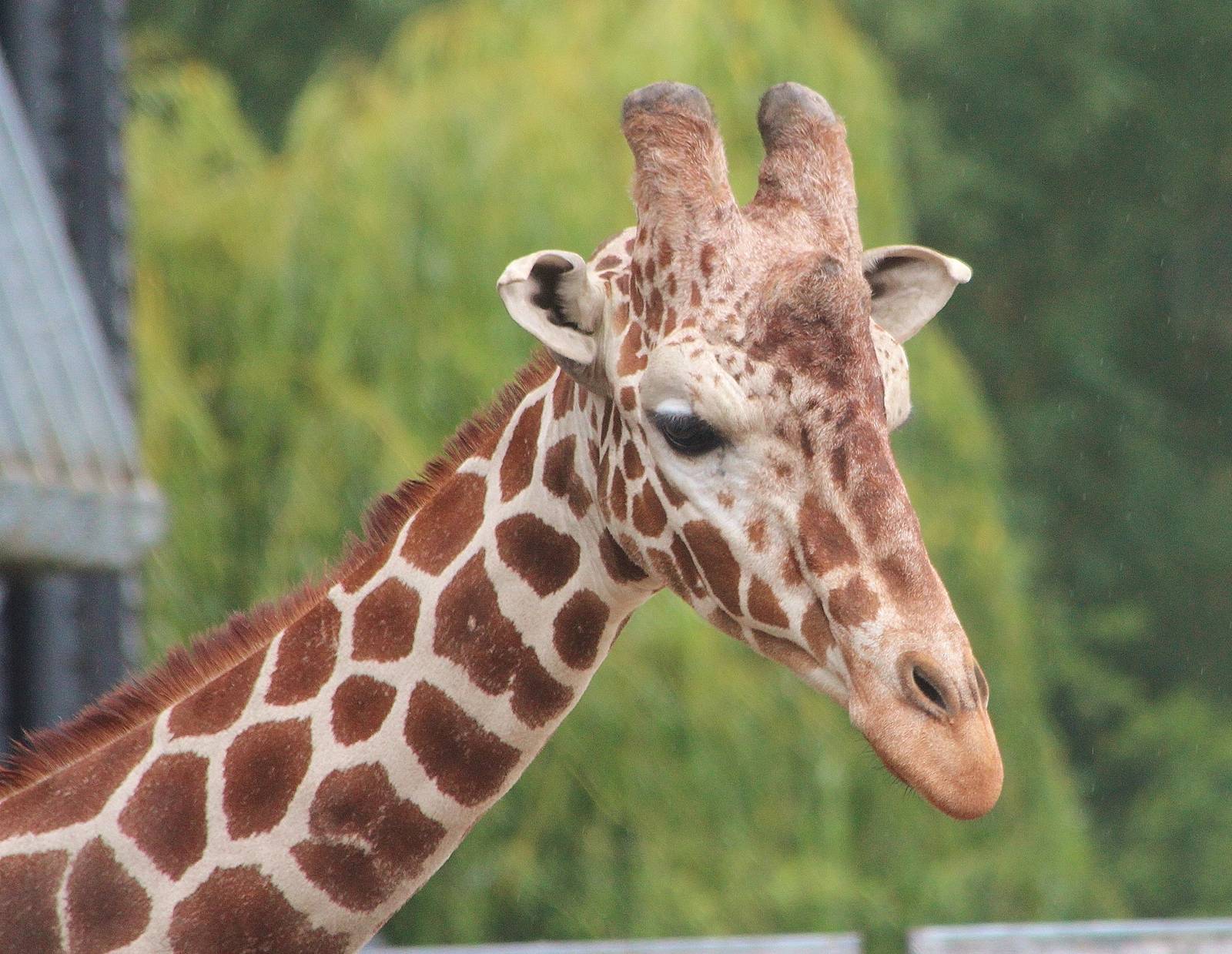 Reticulated Giraffe