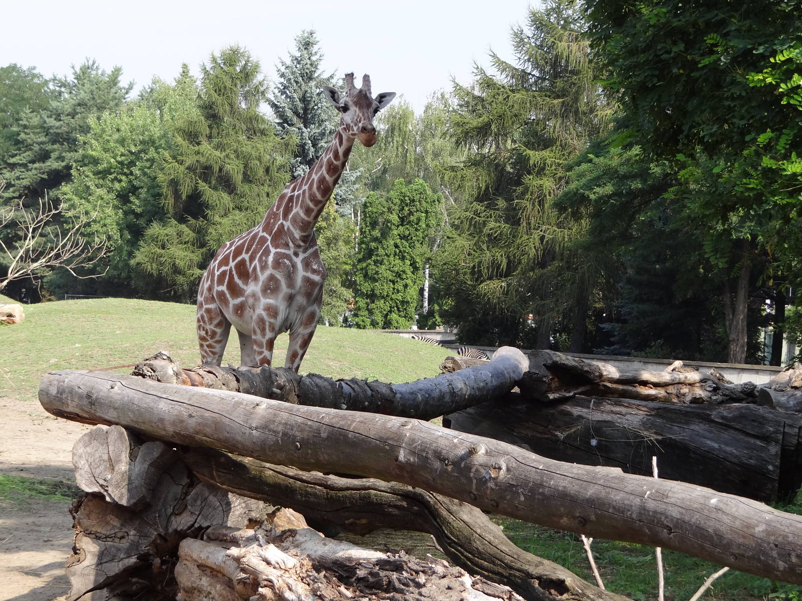 Reticulated Giraffe