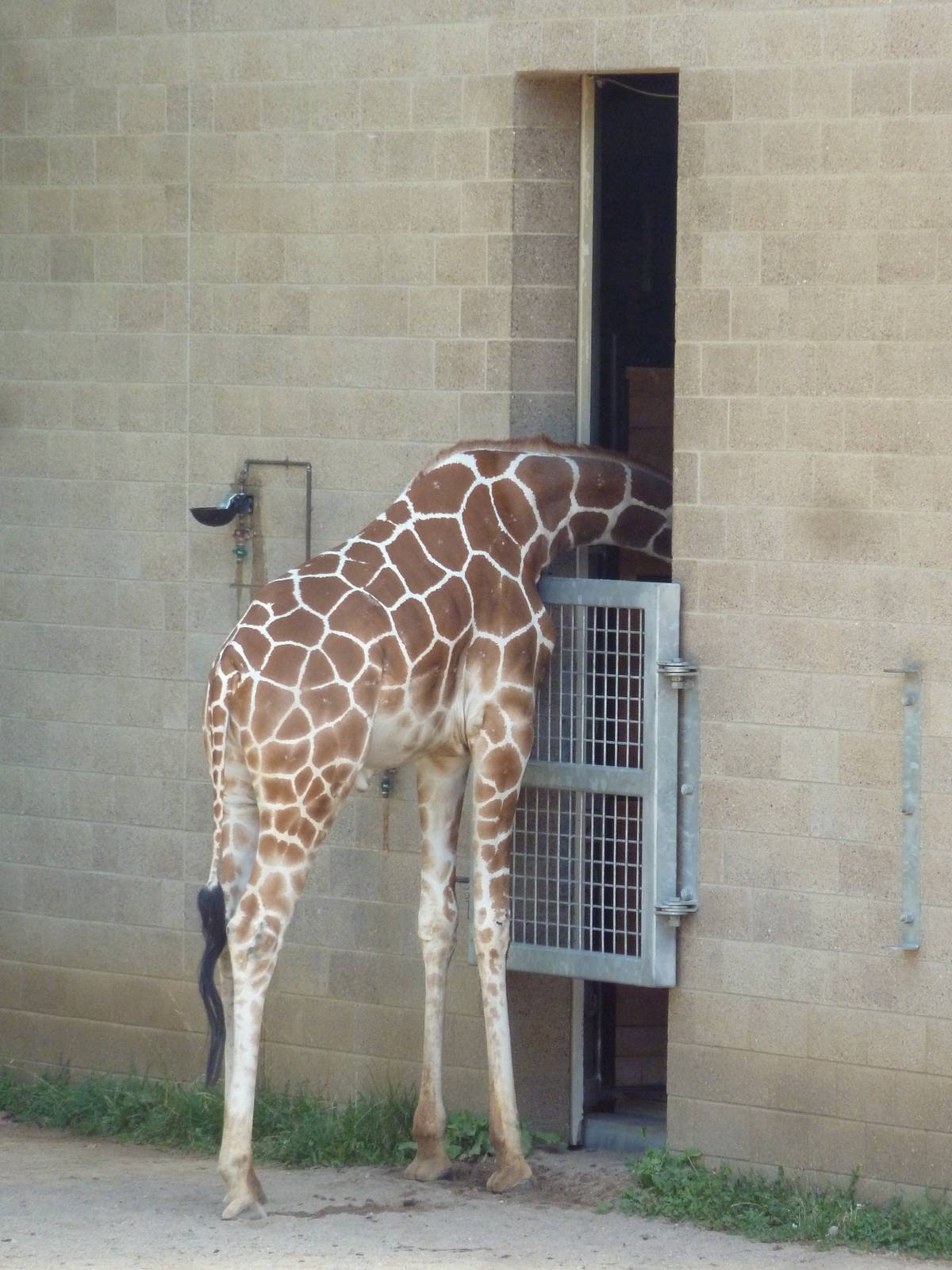 Reticulated Giraffe