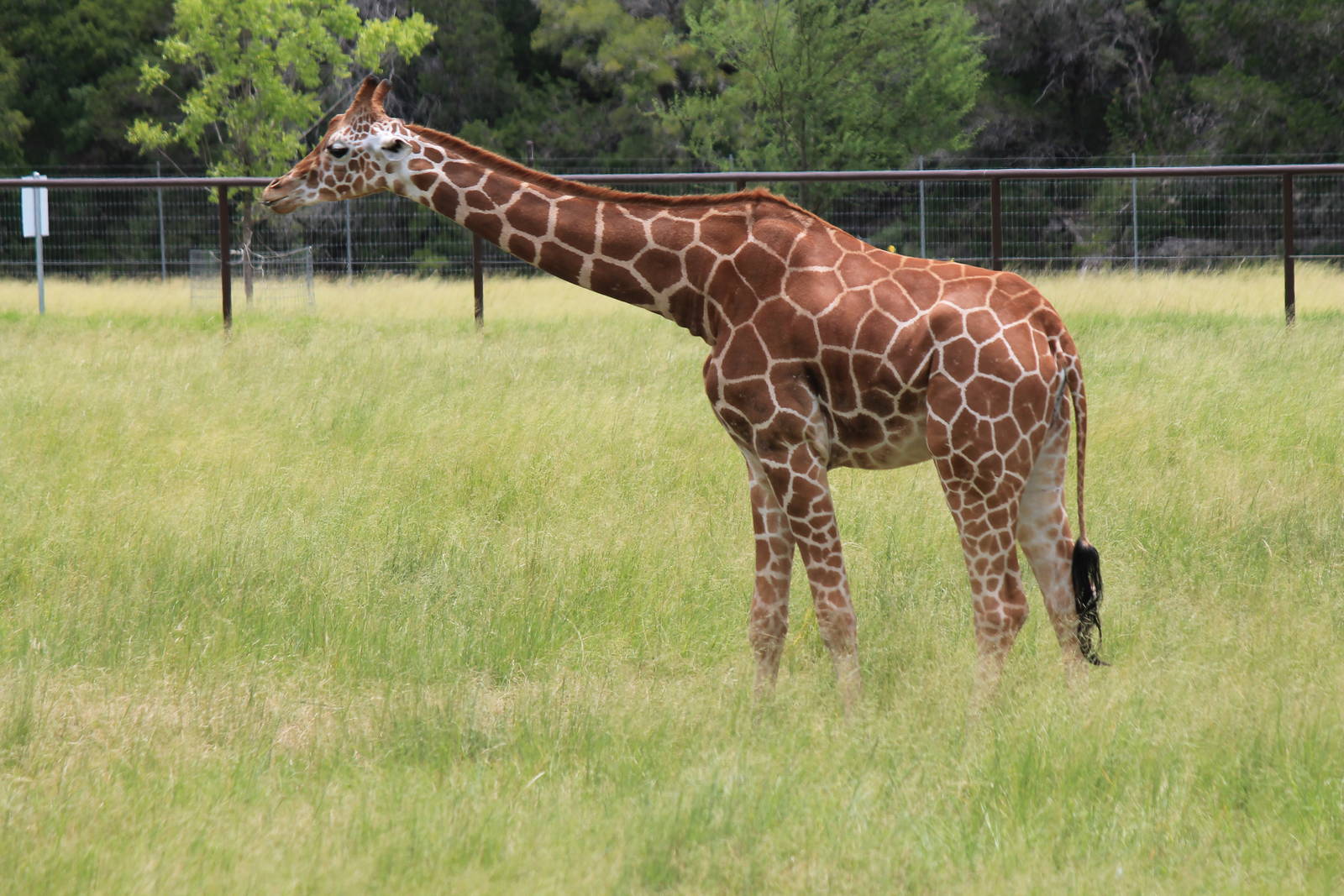 Reticulated Giraffe