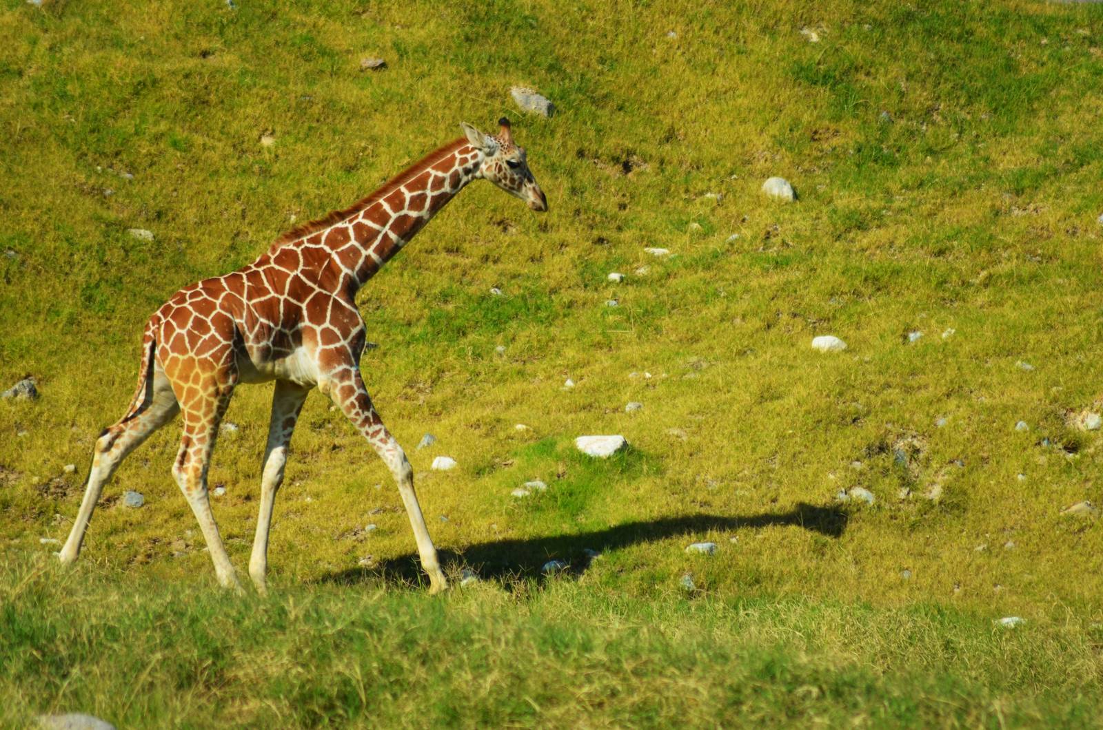 Reticulated Giraffe