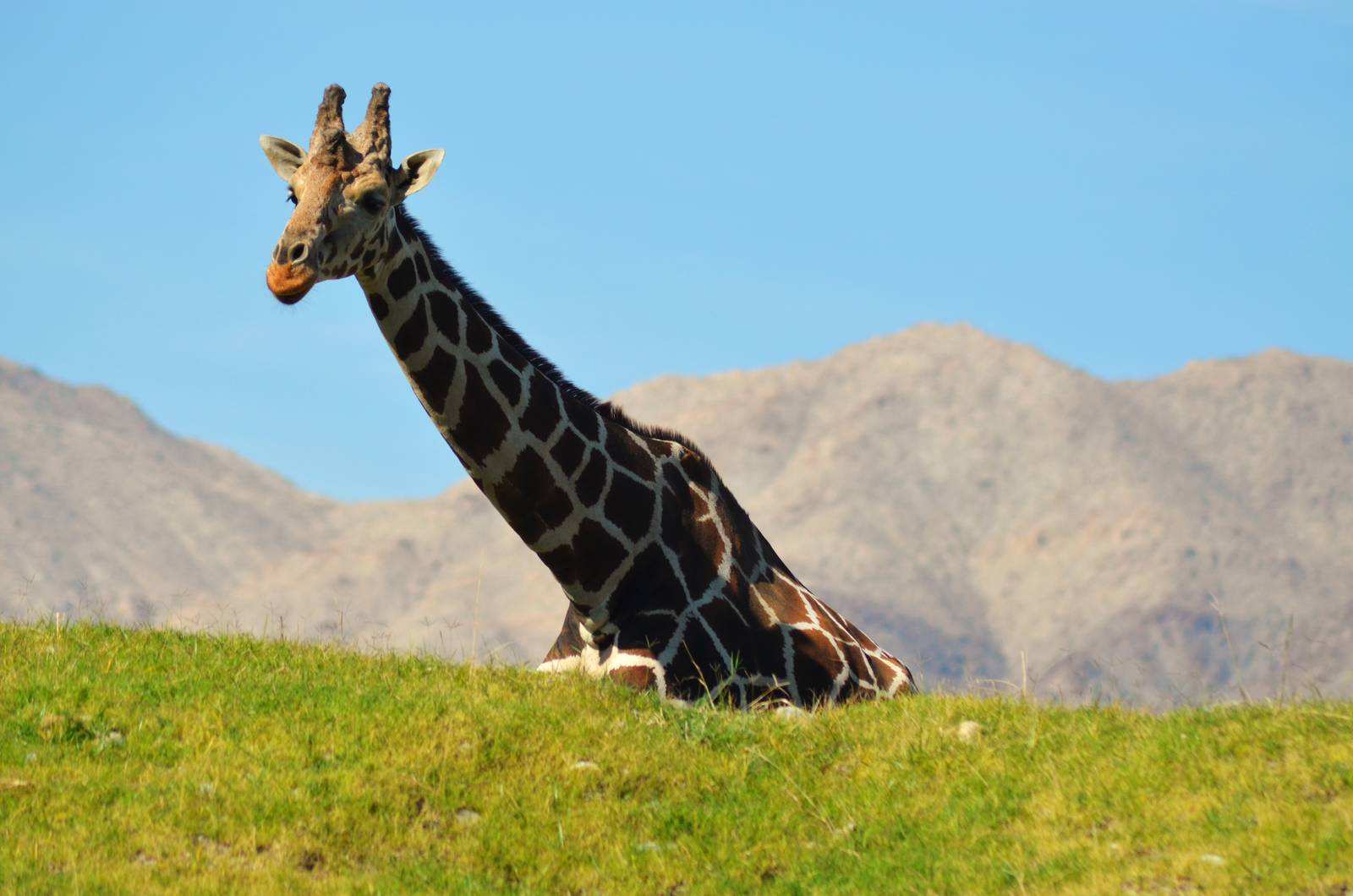 Reticulated Giraffe
