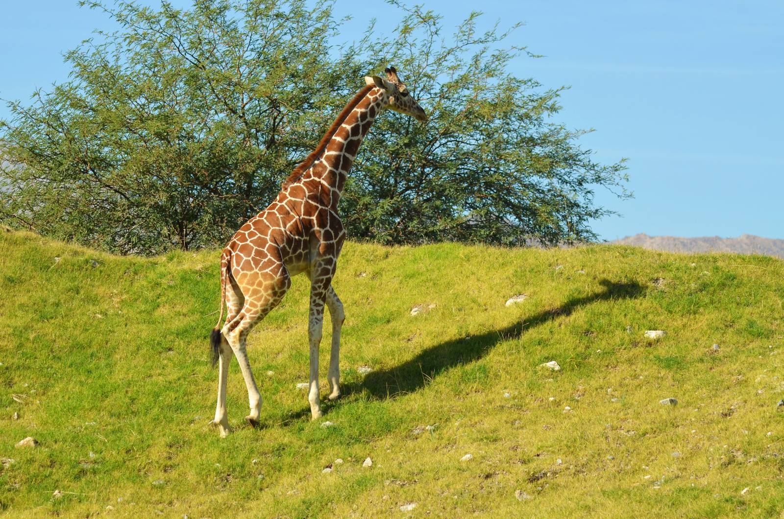 Reticulated Giraffe