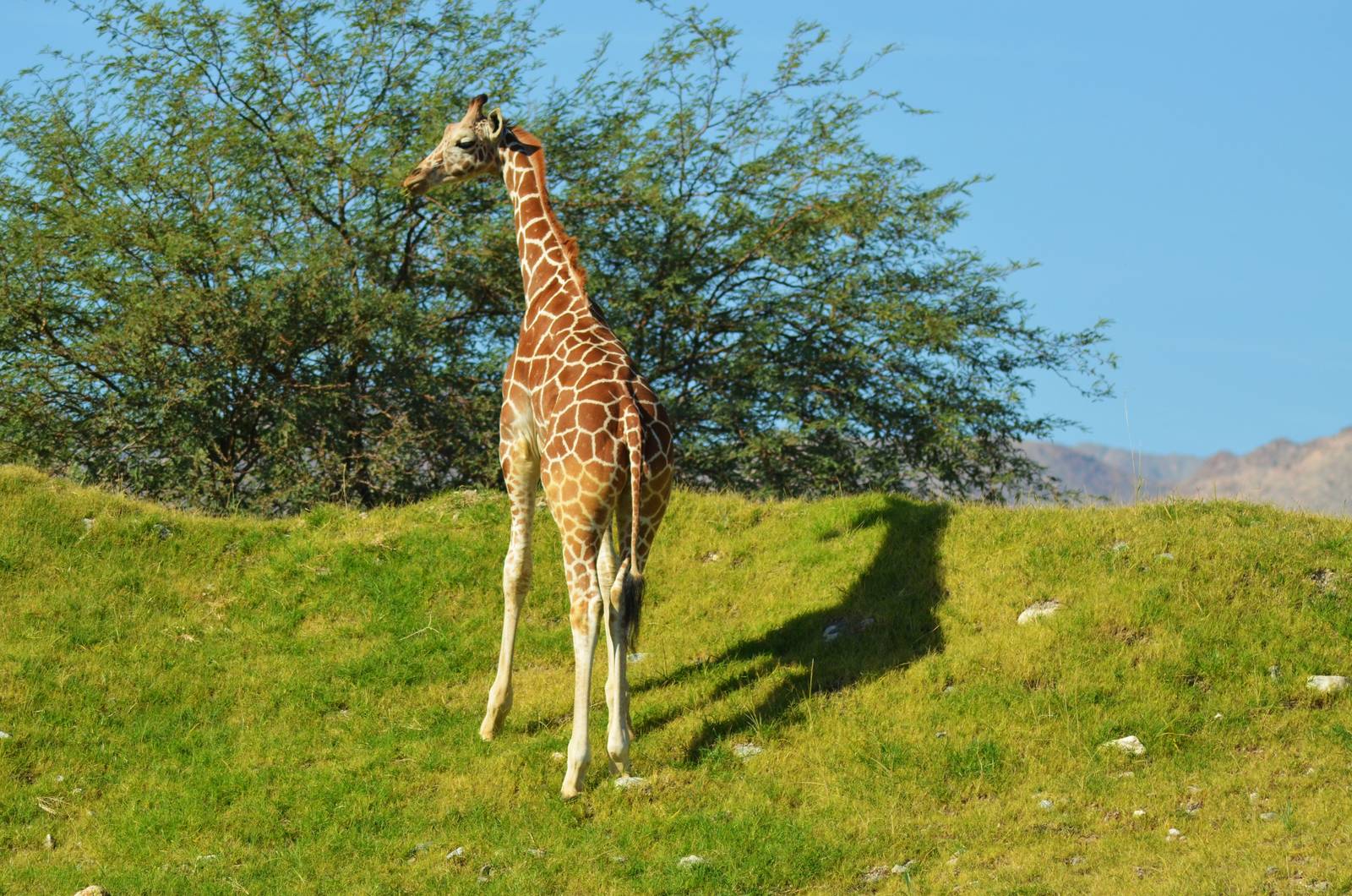 Reticulated Giraffe