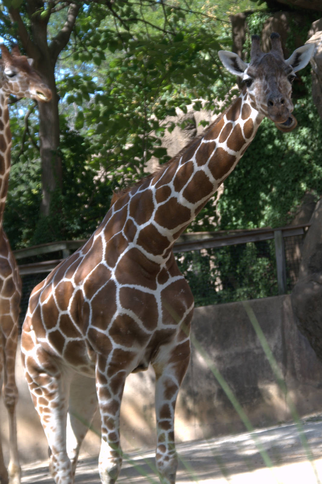 Reticulated Giraffe