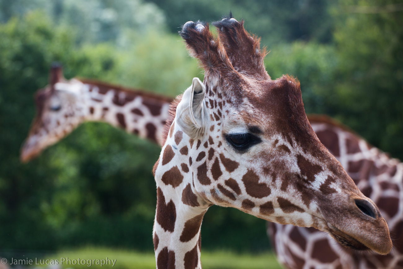 Reticulated Giraffe