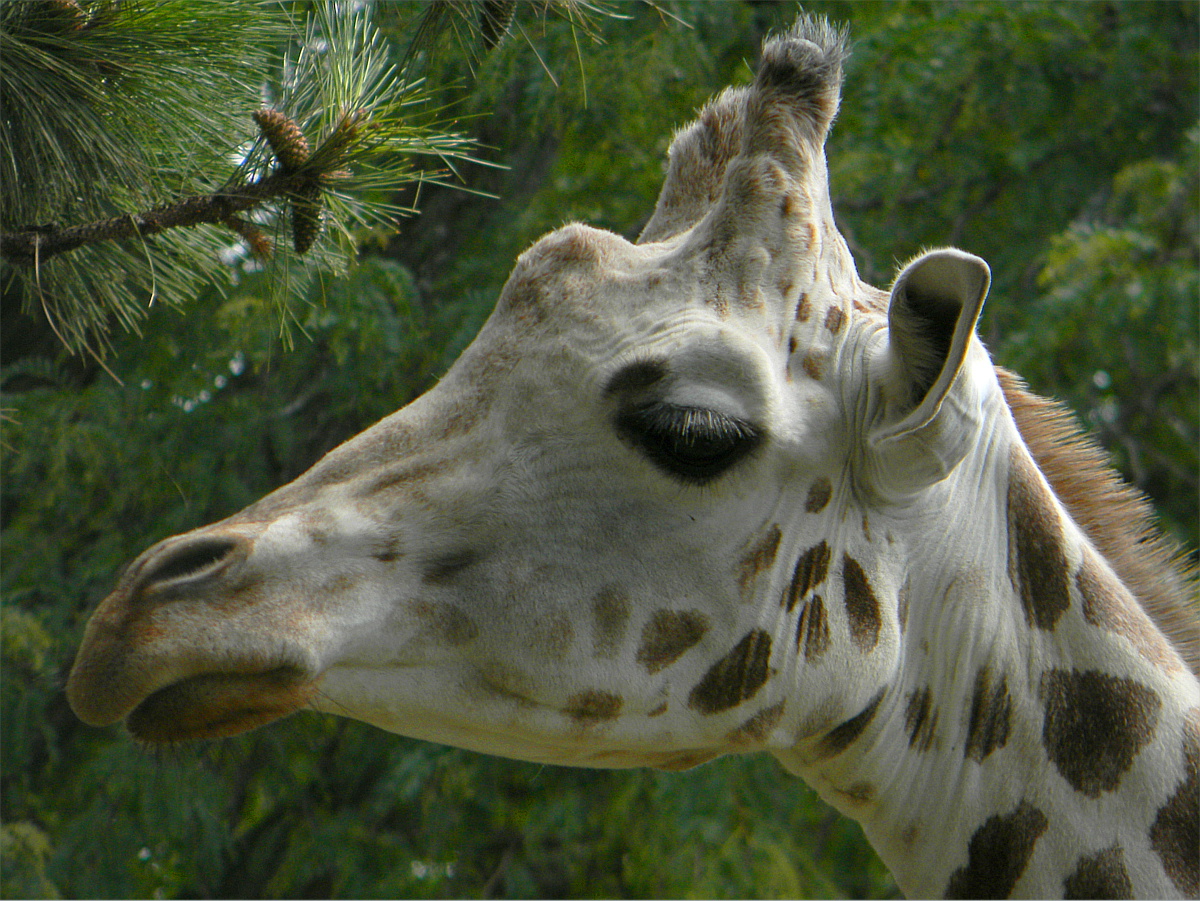 Reticulated giraffe