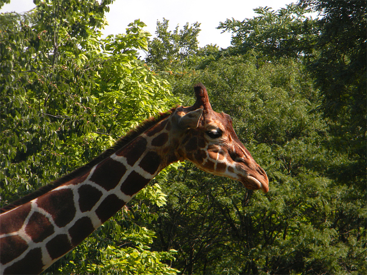 Reticulated giraffe