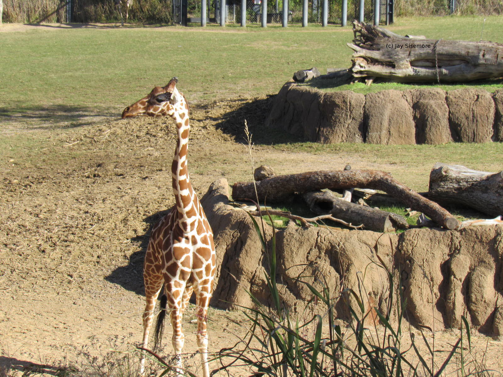 Reticulated Giraffe