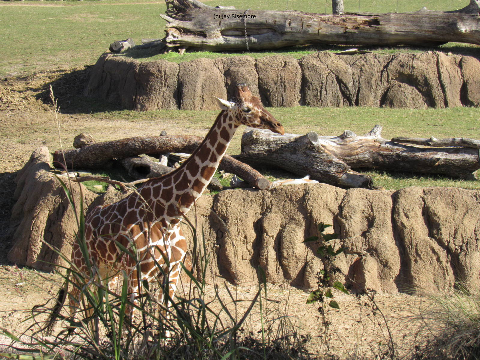 Reticulated Giraffe