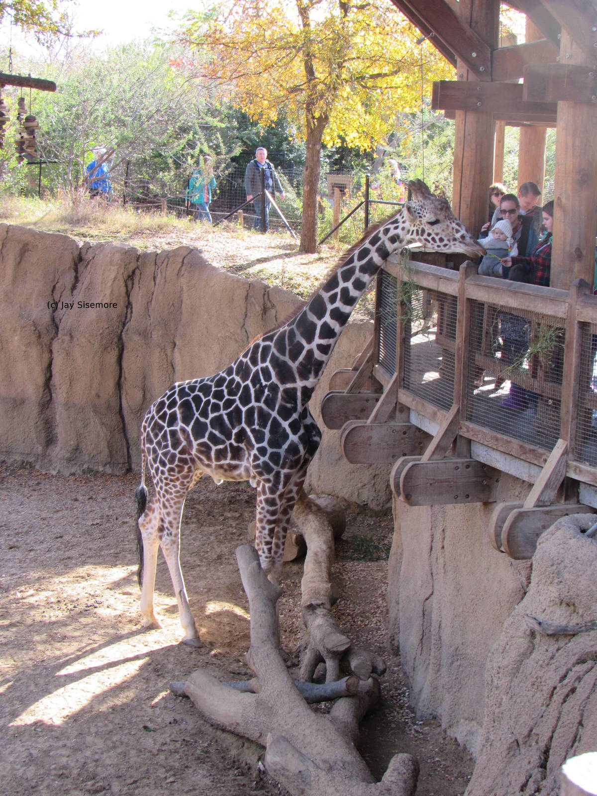 Reticulated Giraffe