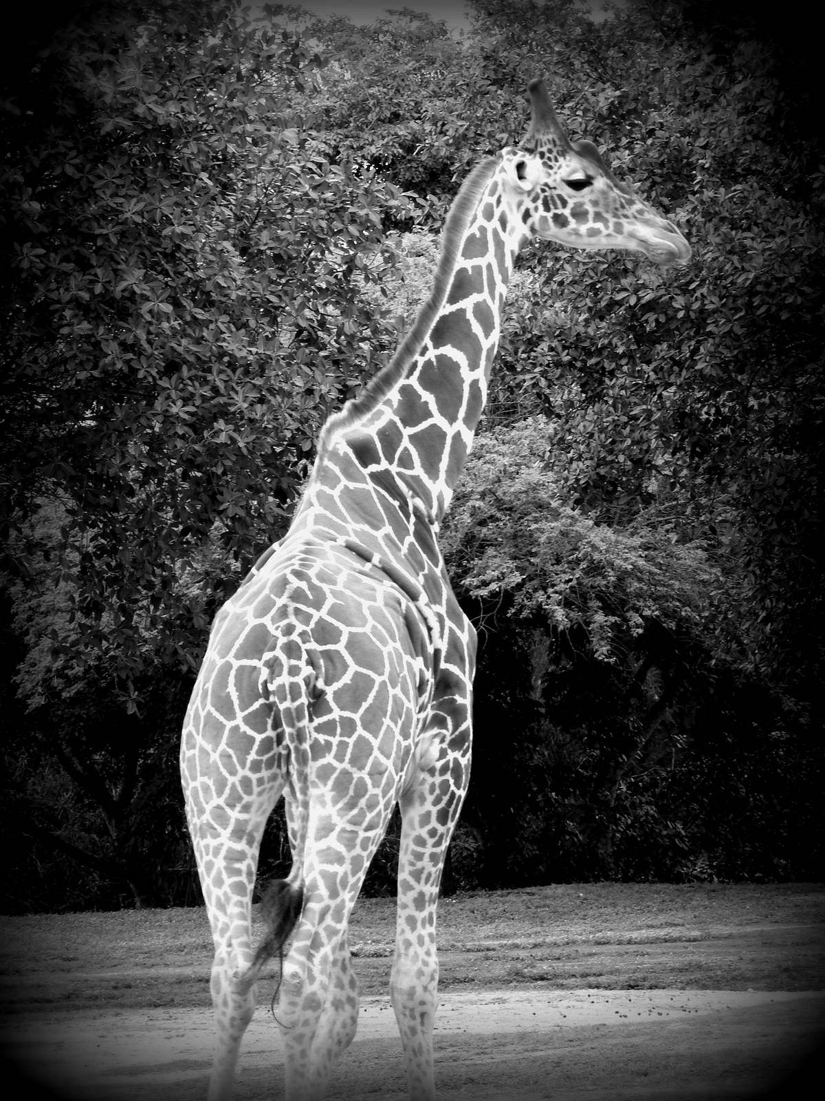 "Reticulated" Giraffe