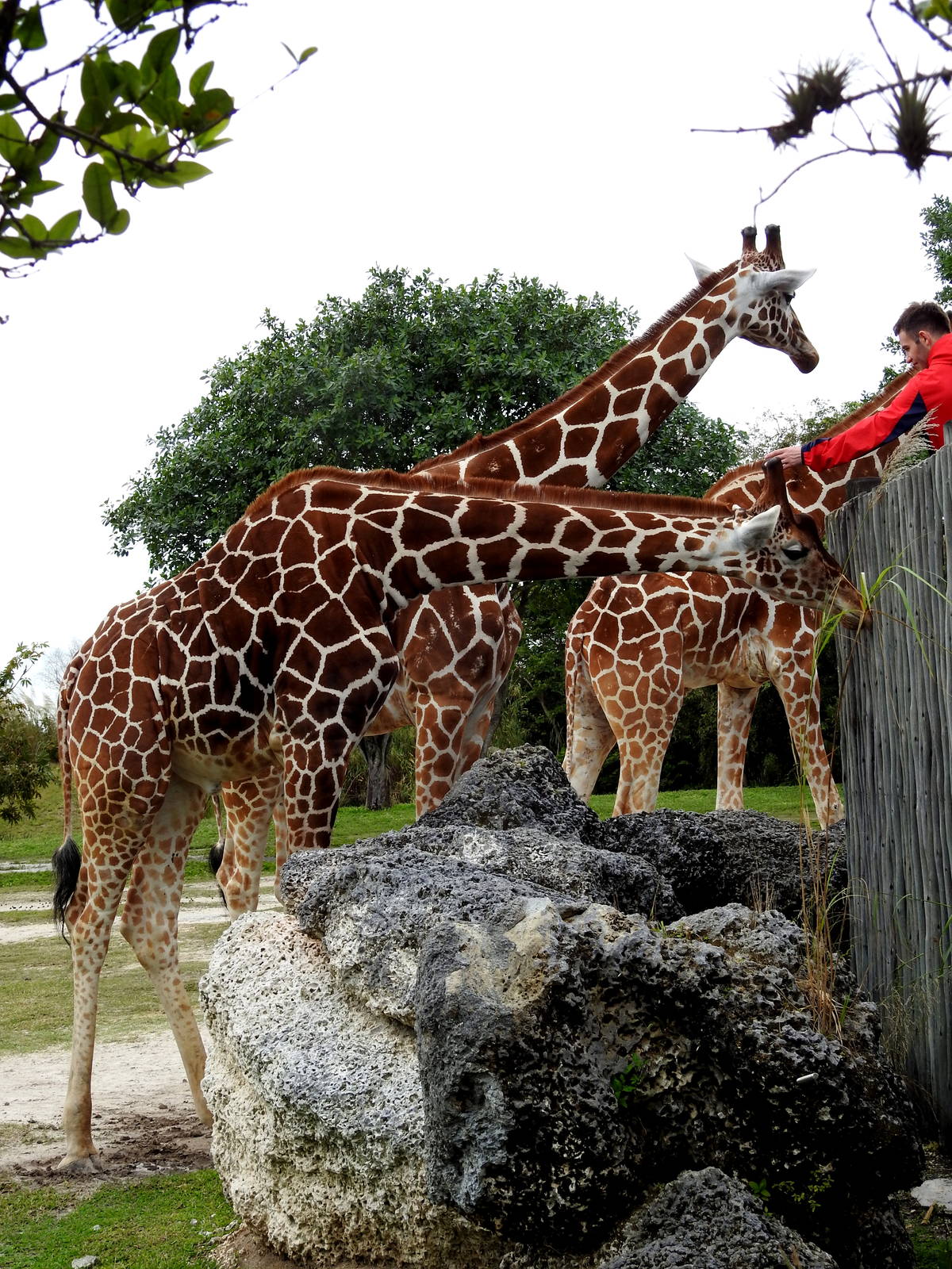 "Reticulated" Giraffe