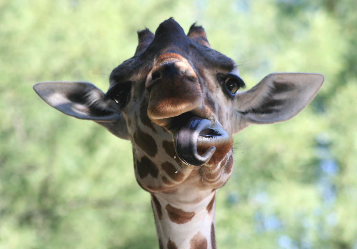 Reticulated Giraffe