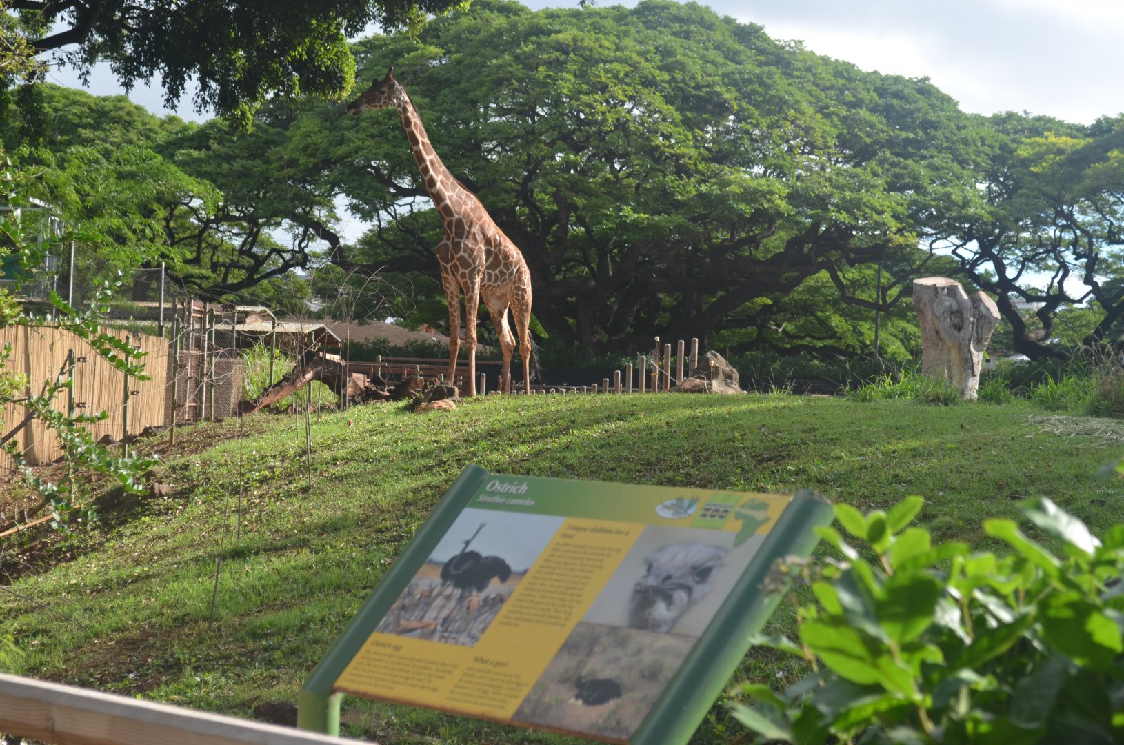 Reticulated Giraffe