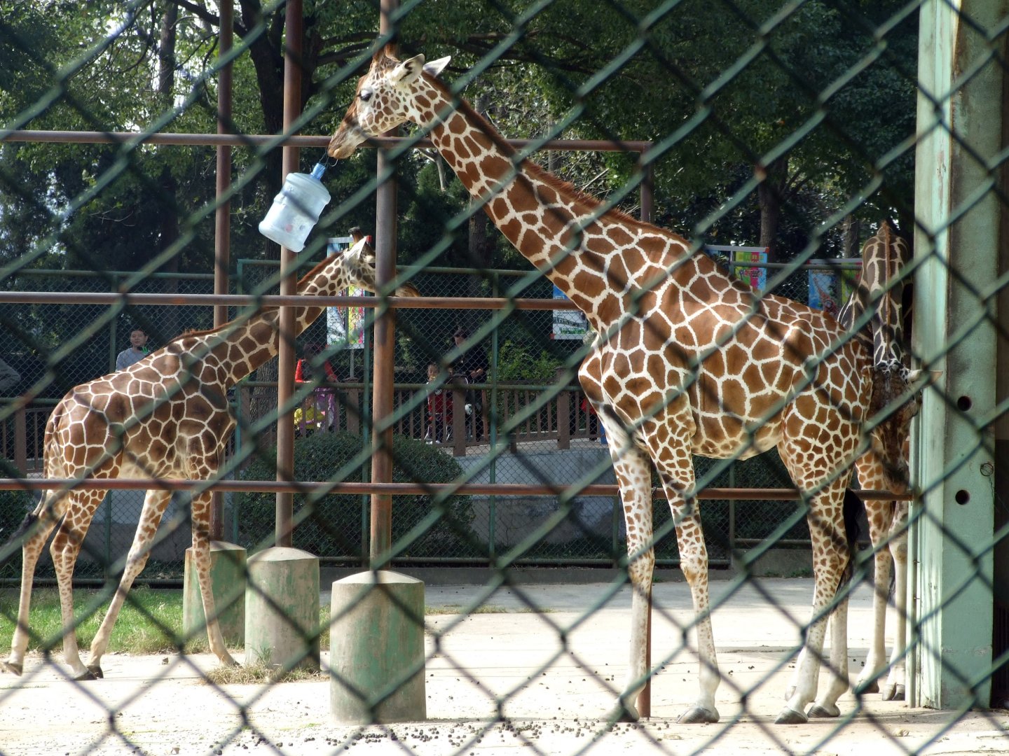 Reticulated giraffe