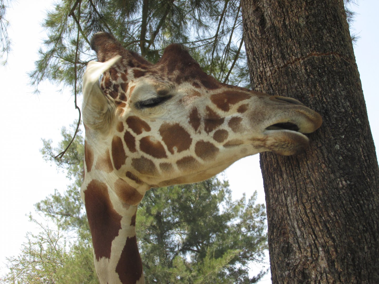 reticulated giraffe