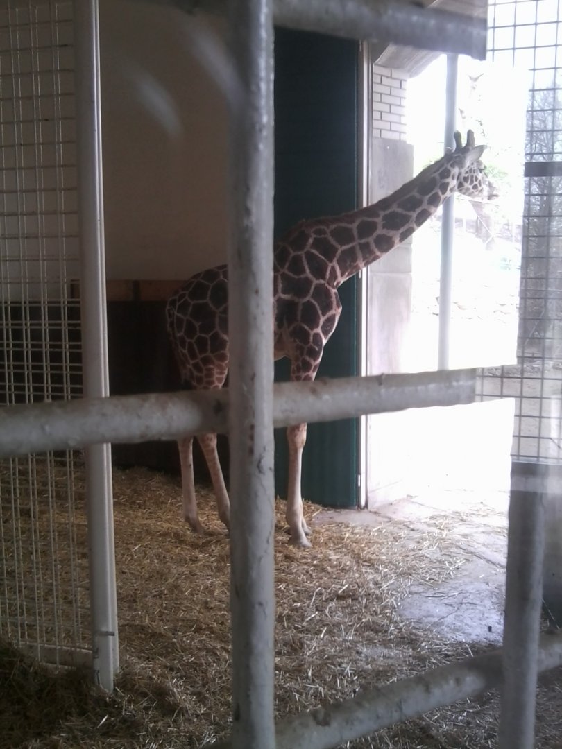 Reticulated giraffe