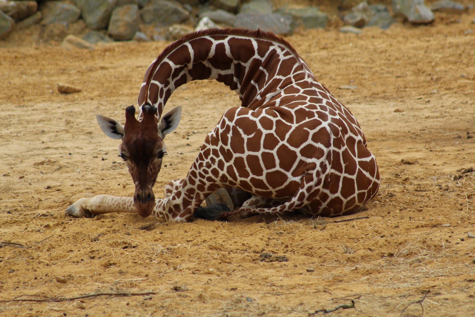 Reticulated Giraffe