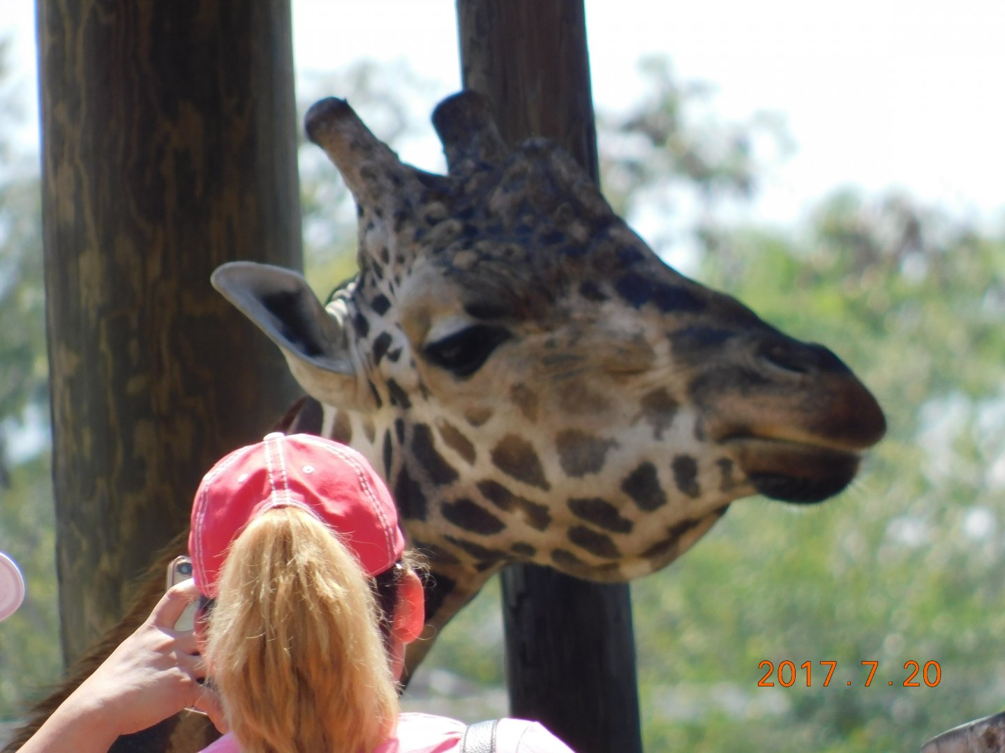 Reticulated Giraffe