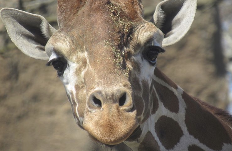 Reticulated giraffe