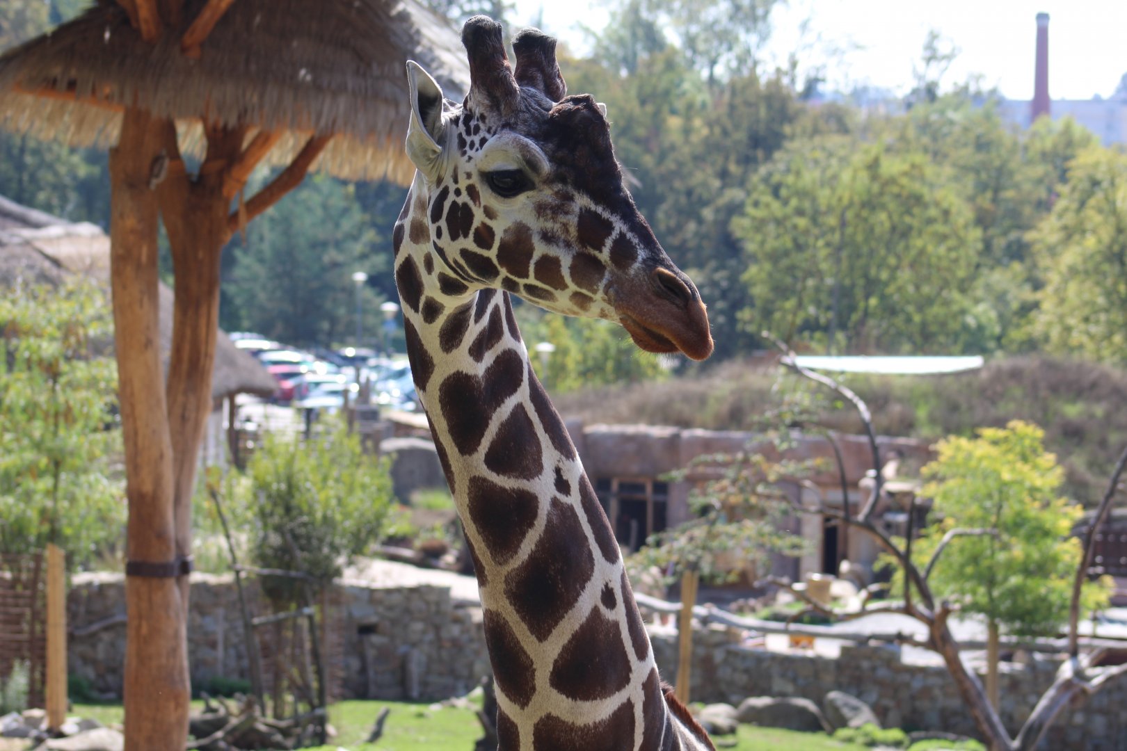 Reticulated Giraffe
