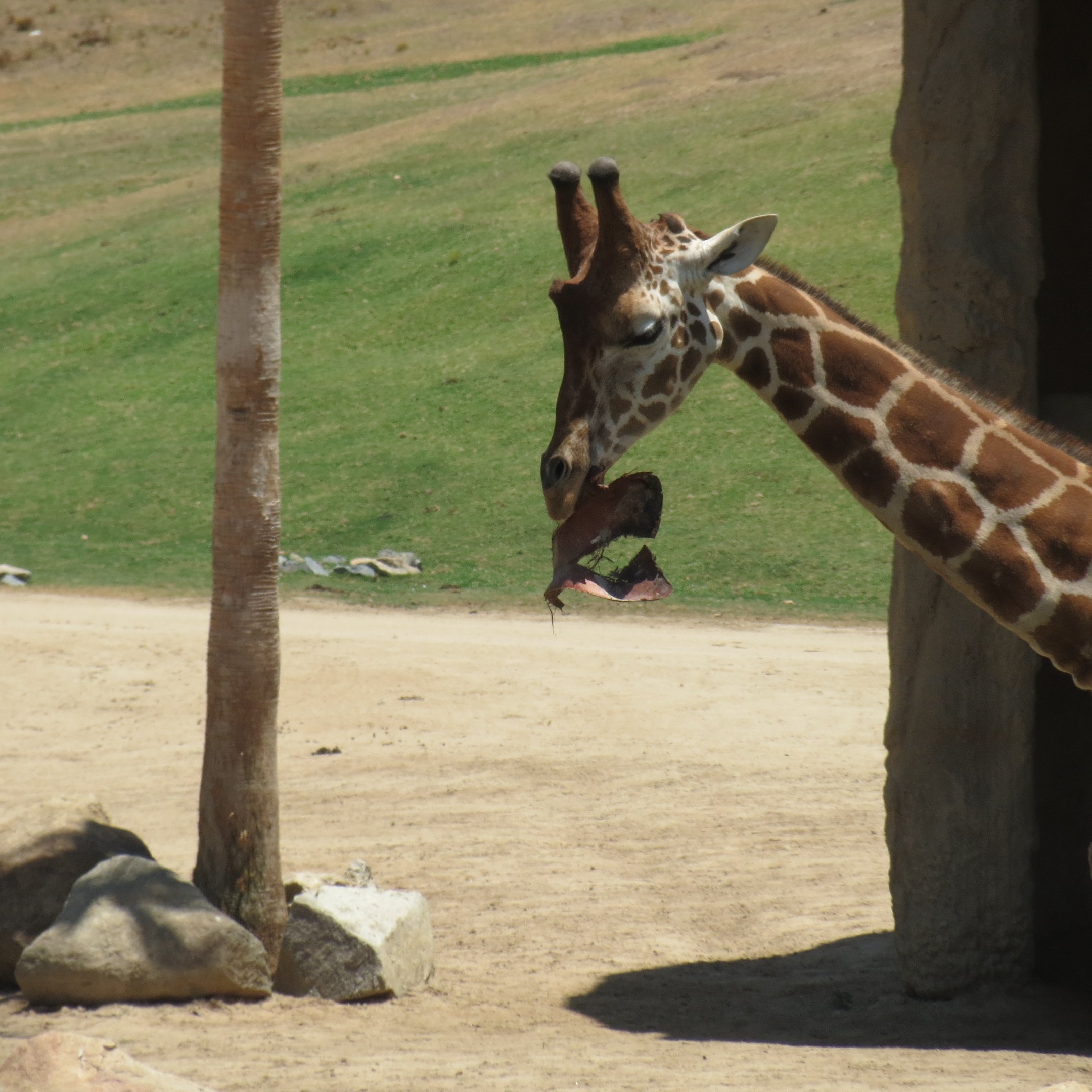 Reticulated Giraffe