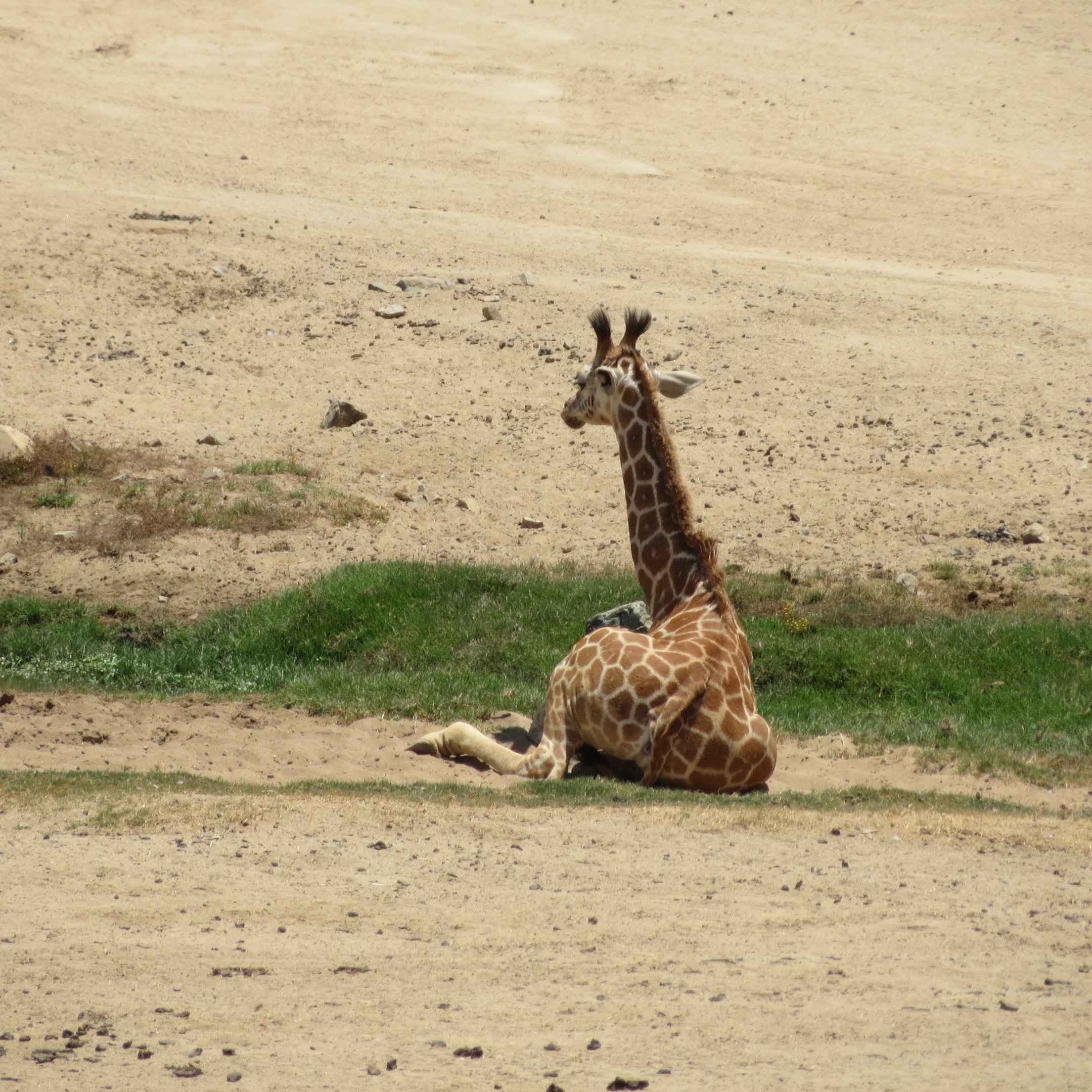 Reticulated Giraffe