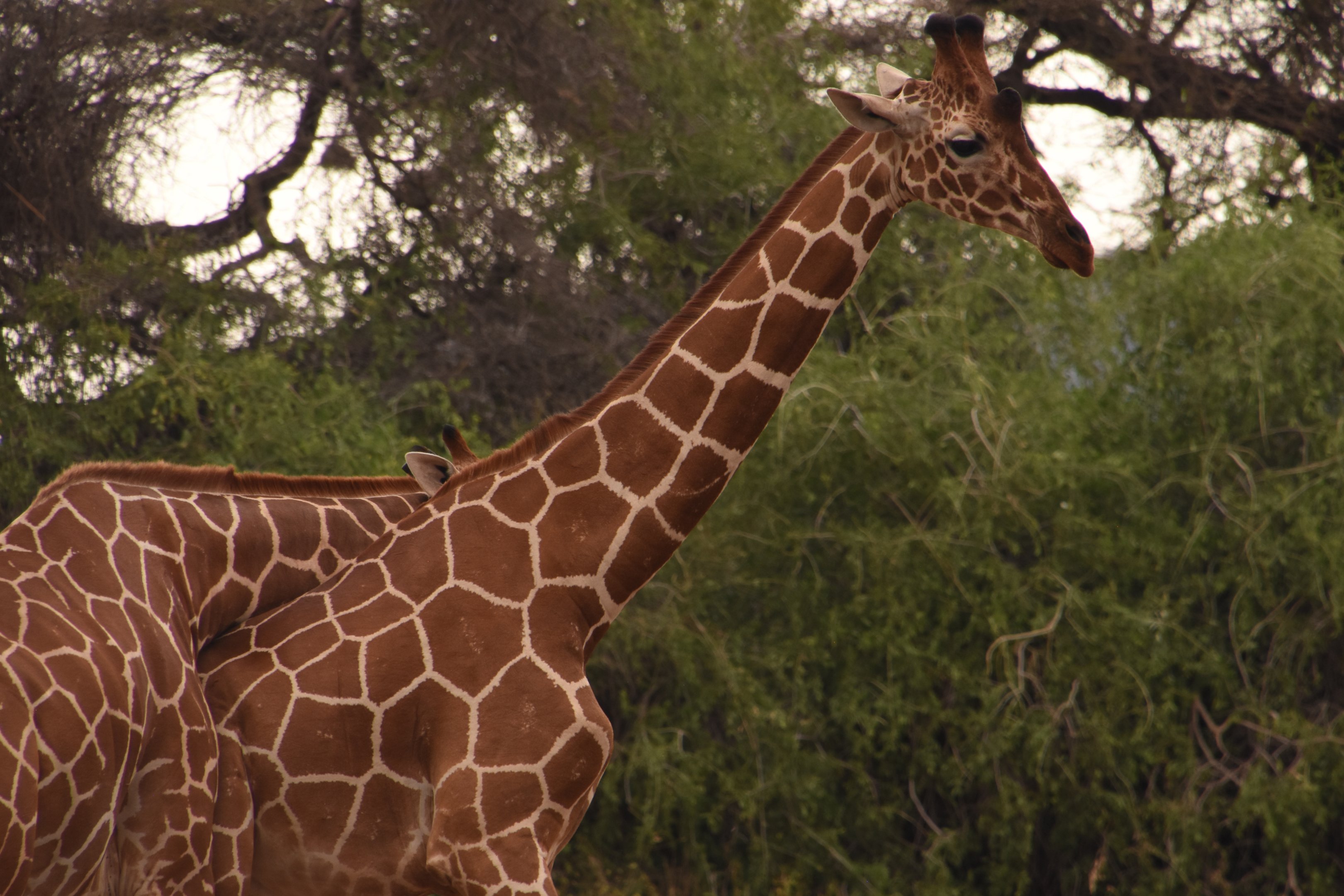 Reticulated giraffe