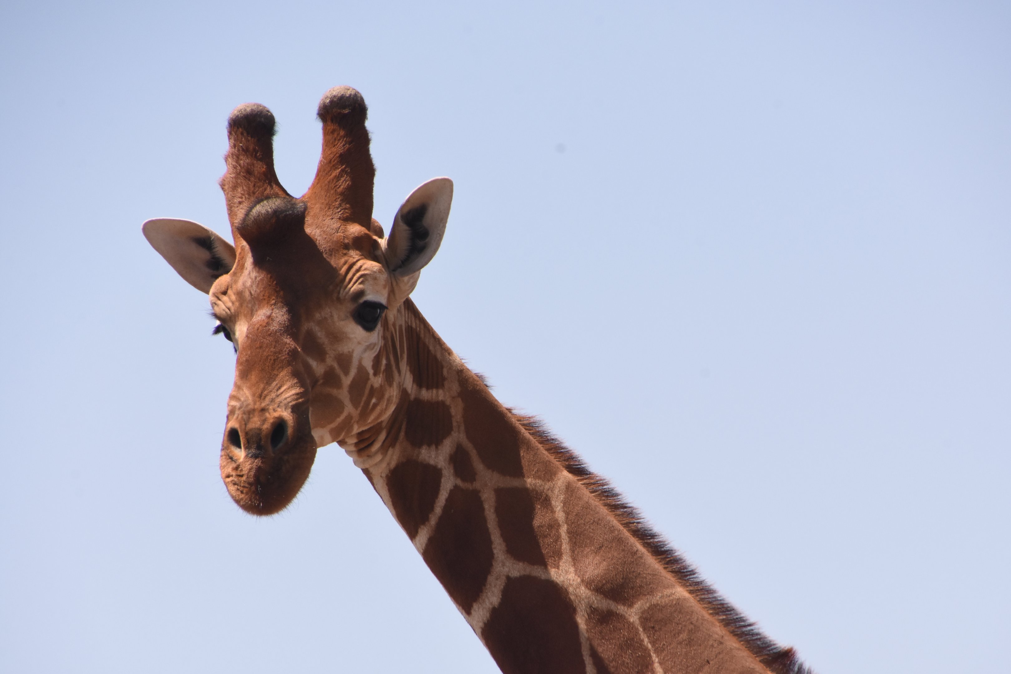 Reticulated giraffe