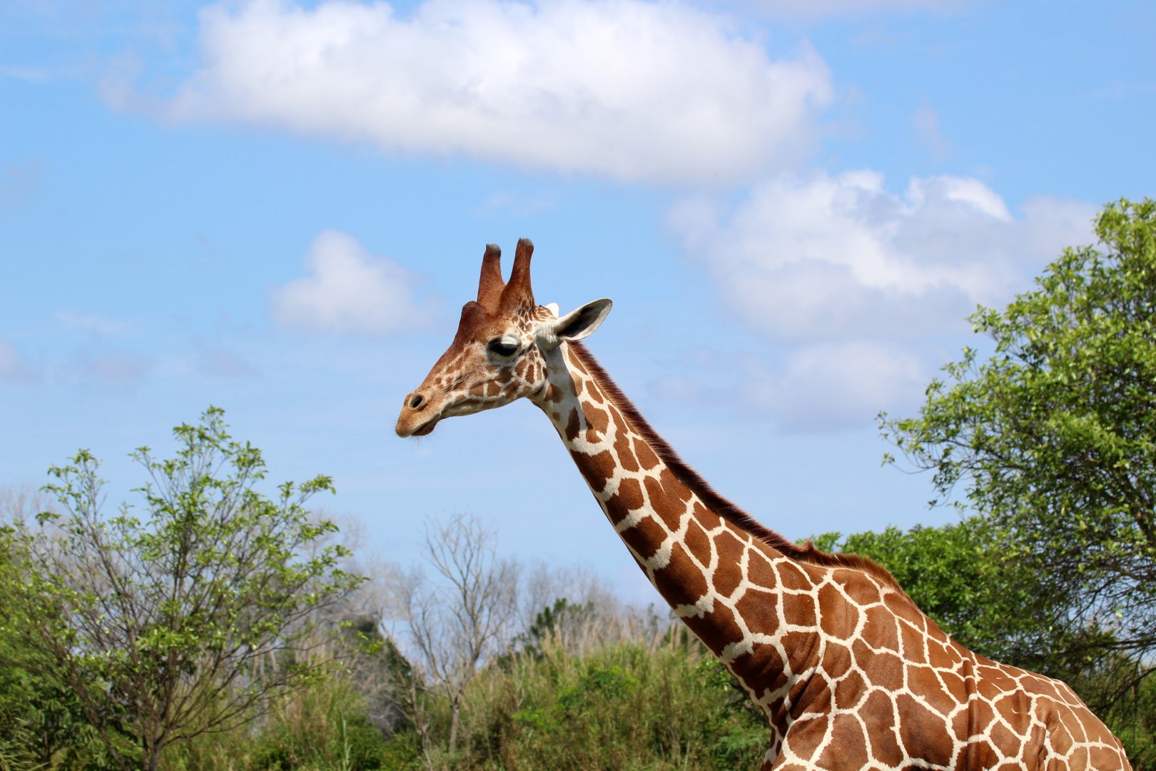 Reticulated Giraffe