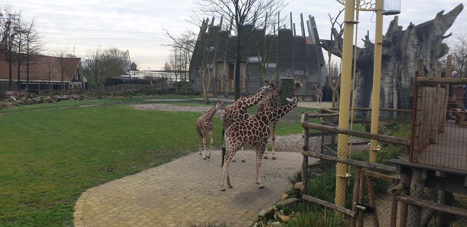 Reticulated giraffe