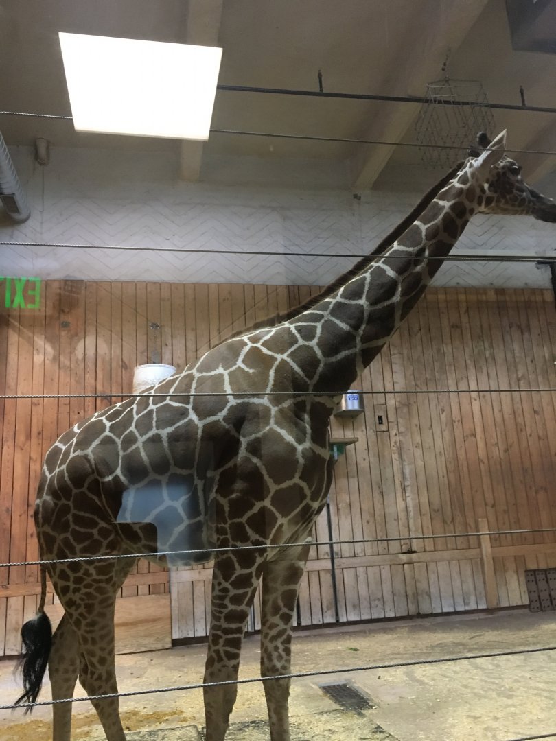 Reticulated Giraffe