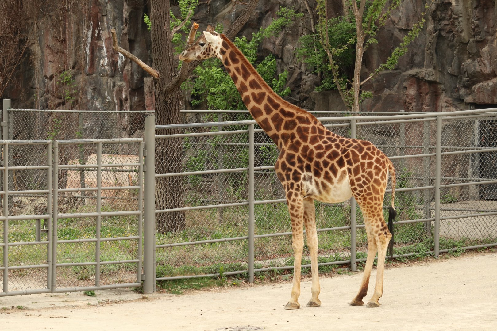Reticulated Giraffe