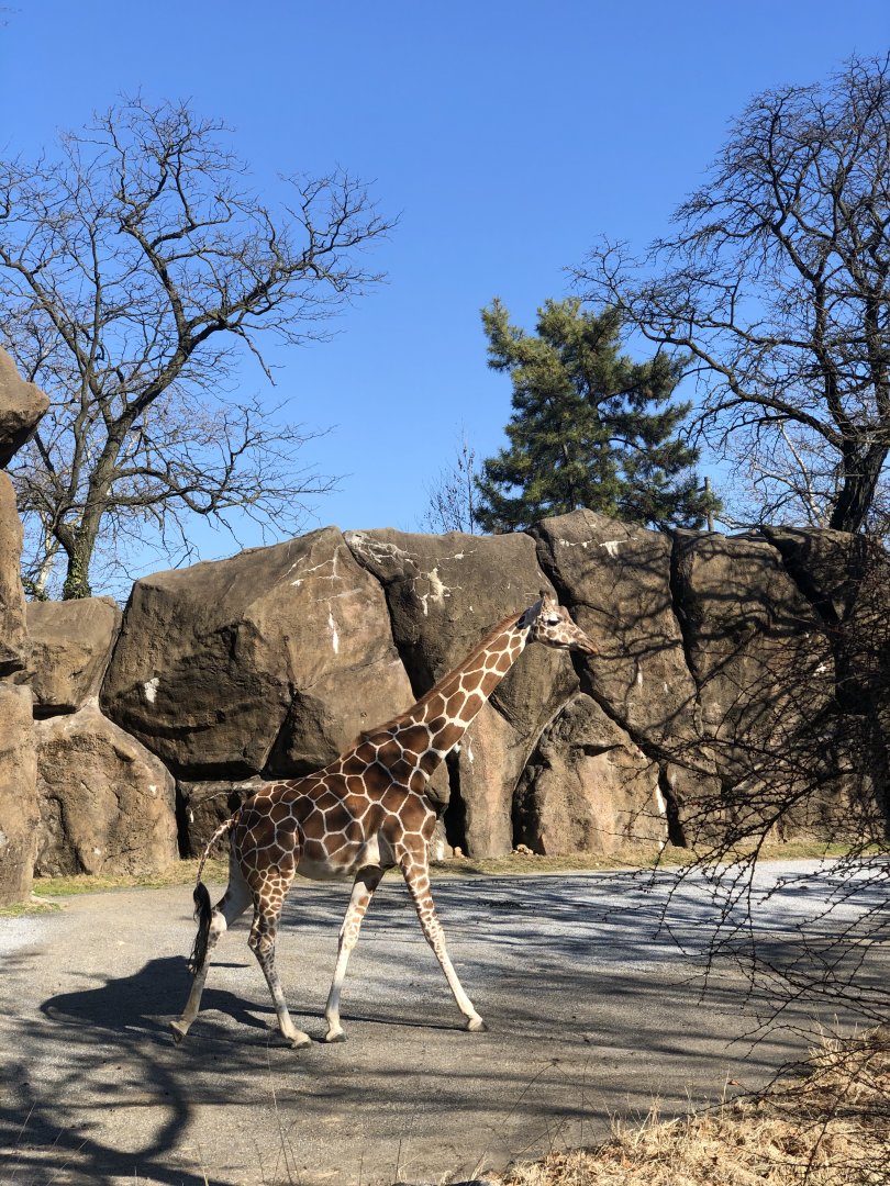 Reticulated giraffe