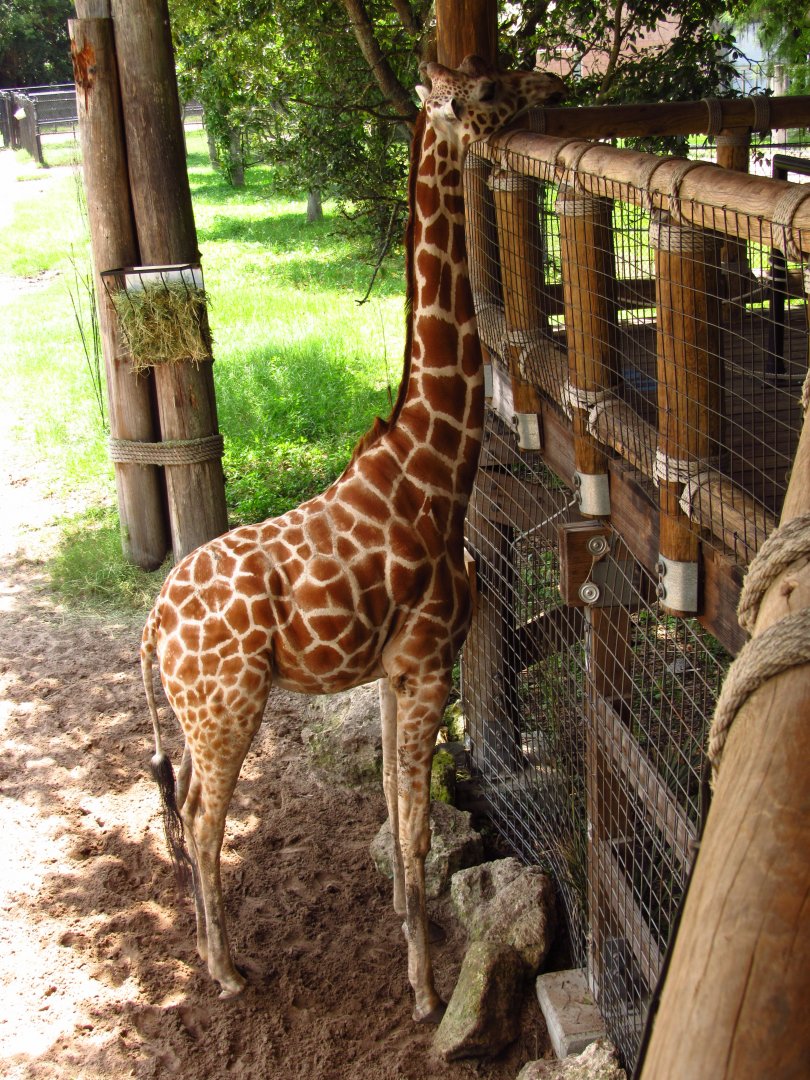 Reticulated Giraffe