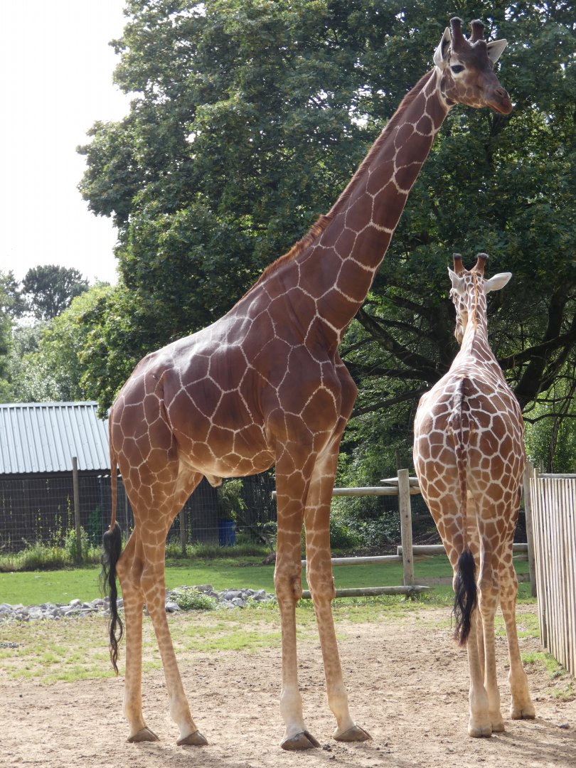 Reticulated Giraffe